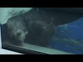 Sea Otter At Detroit Zoo November 2021