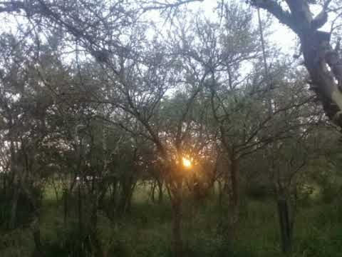 Amor y Libertad - Andrés Simón