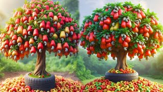 The best and easiest method for planting and growing cashew fruit trees from start to fruit.#garden