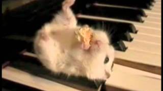 Hamster On A Piano Eating Popcorn (Cruelty Free Version)