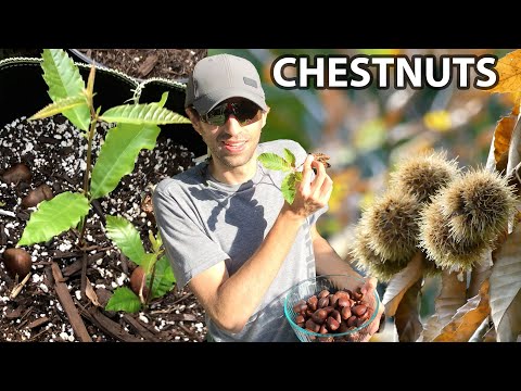 How to Germinate Chestnuts: Growing Chestnut trees in the subtropics or tropics