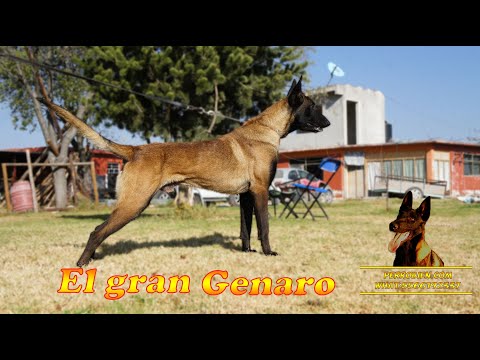 Dog training Genaro great Belgian shepherd malinois 4
