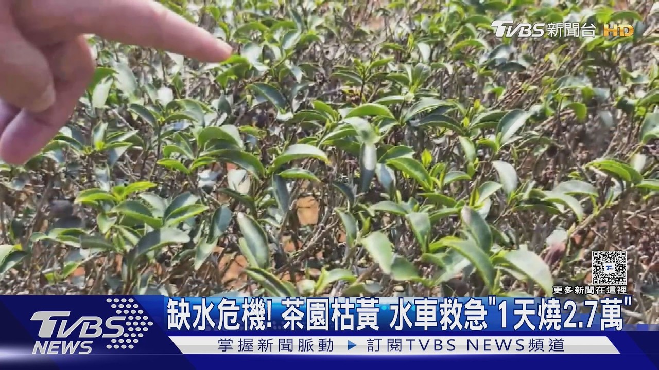 影音/苗栗茶園大旱災!茶芽長不出「整株枯死」 水車灌溉日噴9000