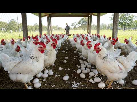 Poultry Farming - Raising Chickens for Eggs and Meat - Chicken Business