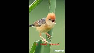 Download lagu salome (cici padi kepala merah gacor ampuh bikin lawan nyaut dan emosi mp3