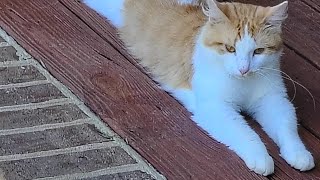 Cats Are Liquid: ALitS (World 9)