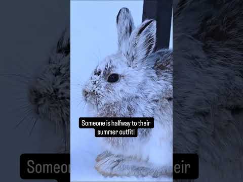 Rabbits starting to change colour