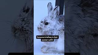 Rabbits starting to change colour