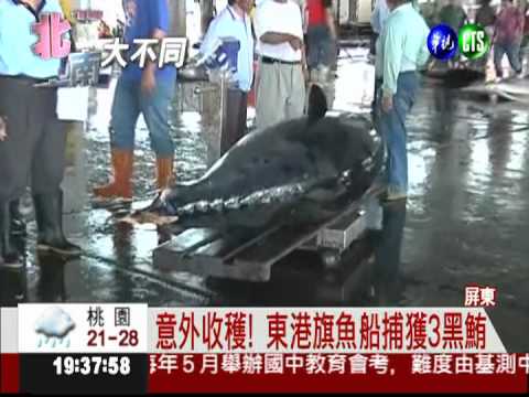 旗魚船撈到寶! 一次捕獲3巨鮪