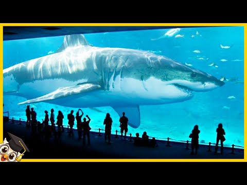 10 Megalodonów uchwyconych kamerą - (Prawdziwe czy fałszywe?)