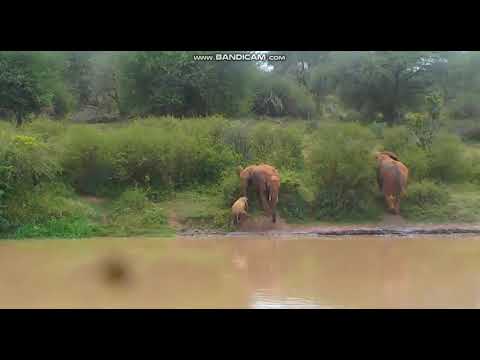 Baby Elephant Needs A Little Help