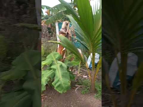 Intercropping Series 5 #agriculture #farmland#agrolove #agrifuture #farming#agro#gardening #coconut