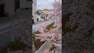 When sakura blooms in Kyoto🌸 #japan#japantravel#spring#travelvlog
