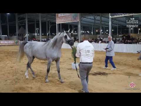 N 152 FM GENERAL   The Arabian Horse Galilee Show 2023   Colts 3 Years Old Class 16