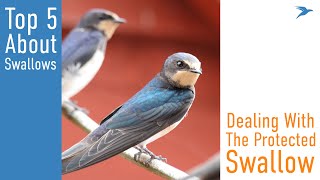 5 Things to Know About Swallows