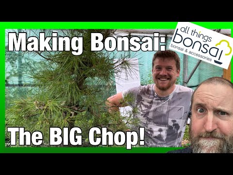 Scots Pine Bonsai: The BIG chop! Hard pruning and future development