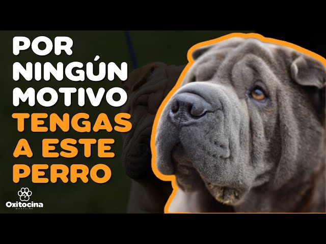 Vídeo relacionado con Perro le pedí a Dios un verdadero amigo Shar Pei Camiseta sin Mangas