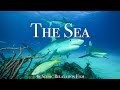 Under The Sea 4K Scenic Wildlife Film With Calming Music
