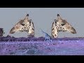 YTP National Giraffeic Teaches You Slnimals
