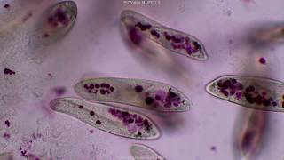 Paramecium tutorial HD