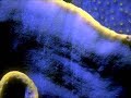 The Origin of Life - New Audio Transfer - atwaterpub The Origin of Life - New Audio Transfer
