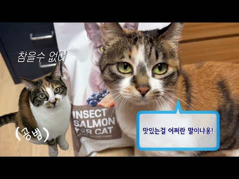 유보비 새벽에 야식 먹다가 집사에게 적발