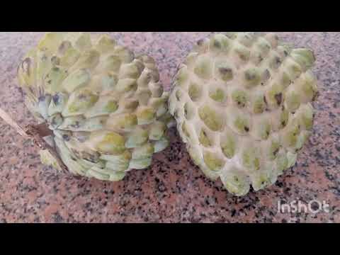 Cherimoya. Ashta. Tasty fruit.@oliauspih3376