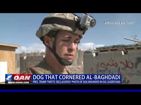 Dog That Cornered al-Baghdadi