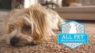 Best Carpet for Pets | SmartStrand Forever Clean