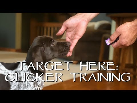 Clicker Train Your Puppy - Target Here - Upland Bird Dog Training