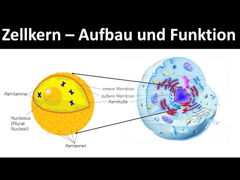Cell nucleus [+ nucleolus] - structure and function [Cell organelles, part 2] - [Biology, advance...