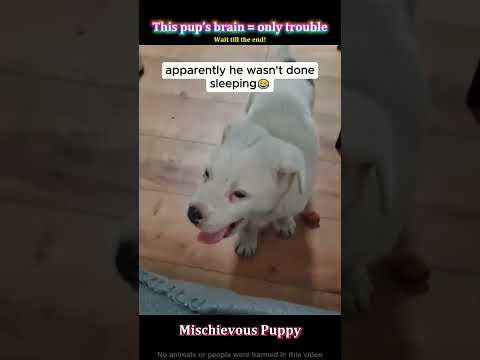 This pup’s only mission is to cause mischief 🐶#dog#puppy#funny#pets