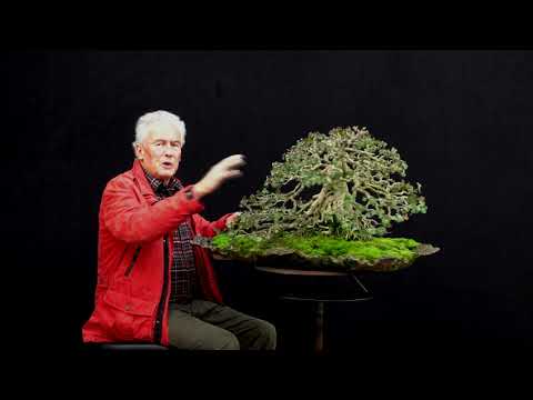 SandevBonsai - 2018. Bonsai sessions with Walter Pall/Part 1