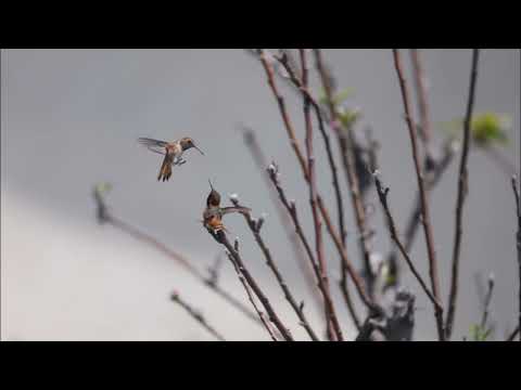 #Rufous hummingbird fights Allen Humming bird ...There is NO death and NO blood bath; but ..