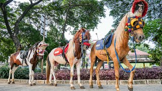 Download lagu KUDA | KUDA DELMAN - KUDA ONDEL ONDEL | LAGU SELAMAT ULANG TAHUN, ANAK KUCING, WHEELS ON THE BUS mp3