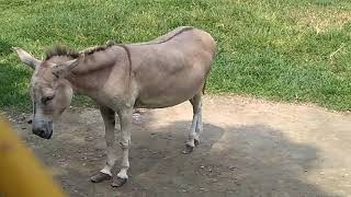 preview picture of video 'ঘুরে আসুন রাজশাহী চিড়িয়াখানা | Rajshahi Zoo |'