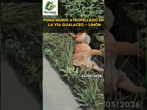 Puma murió atropellado en la vía Gualaceo – Limón