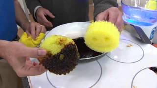 Scrub Daddy Set of 8 Multi-color Scratch Free Sponges with Dan Hughes