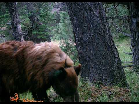 Long Ridge Grizzly Discovered in Utah