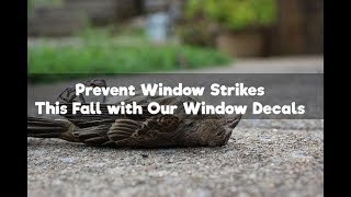 Eliminate Window Strikes with Window Decals