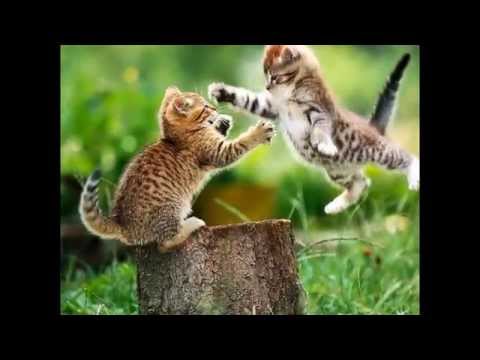 Cat wallpapers and funny pics