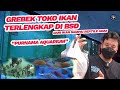 Jual Ikan Hias Di Bsd