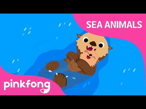 海・海・カワウソ｜海の動物のうた｜どうぶつのうた｜ピンポンのうた (Sea, sea, Sea Otter | Sea Animals Songs | Animal Songs | Pinkfong Songs for Children)