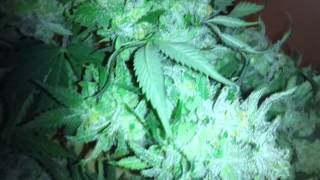 Green Crack cut down!!