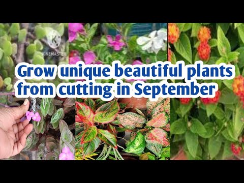 Plant this long-lasting, sturdy yet beautiful plant in September @GardeningwithMalwinderkaur