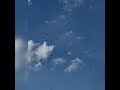 Huge Flock Of Seagulls Acting Crazy Over My House Seagulls Birds Birdsactingstrange