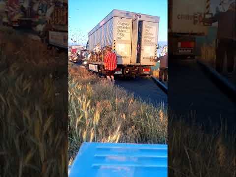 Wypuszczenie gołębi z miejscowości Myślibórz 27.06.2021