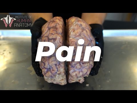 The Anatomy of Pain