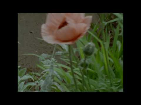 Counterparts "Bouquet" (Official Music Video)