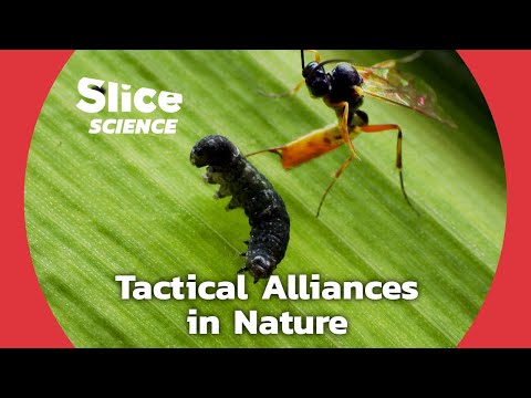 WASPS: Corn’s Ultimate WEAPON | SLICE SCIENCE